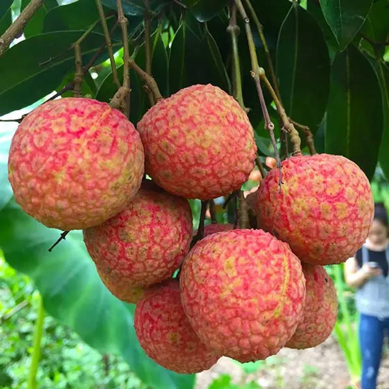 Vai tươi