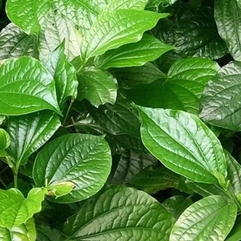 Lá lốt