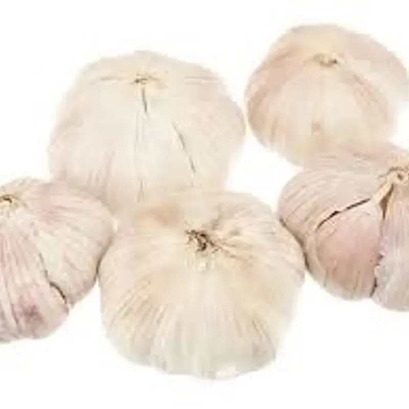 TỏI củ